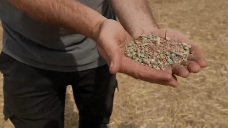 Ucrania acusa a Israel de permitir ingreso de "grano robado" por Rusia