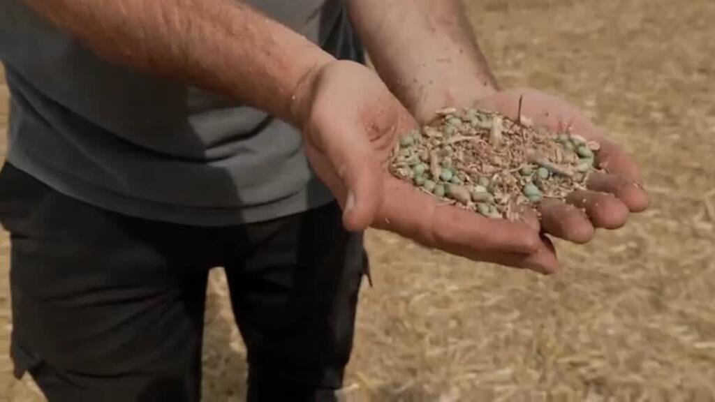 Ucrania acusa a Israel de permitir ingreso de "grano robado" por Rusia