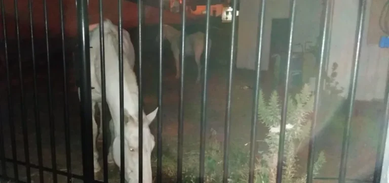 Amenazaron a una vecinalista y se llevaron caballos que estaban resguardados