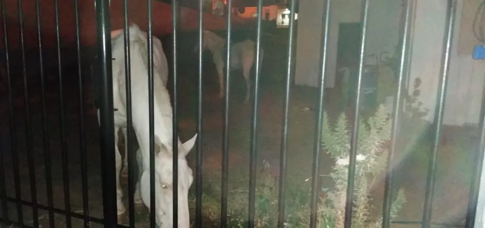 Amenazaron a una vecinalista y se llevaron caballos que estaban resguardados