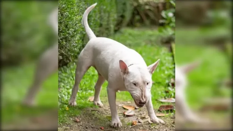 Un fatal ataque de perros Bull Terrier terminó con la vida de un hombre en Puerto Madryn