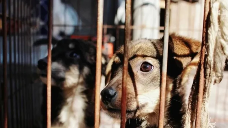 Mendoza: la Justicia reconoció a los animales como seres sintientes y condenó a un hombre por maltrato