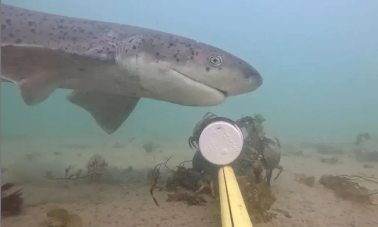 Marcaje de tiburones gatopardo en Chubut para su estudio y conservación
