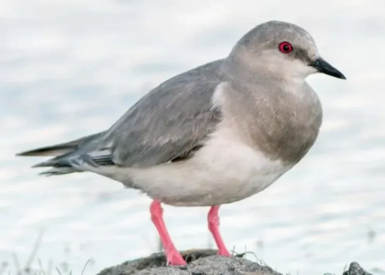 Realizarán el quinto censo binacional del chorlito ceniciento: una especie única y en riesgo