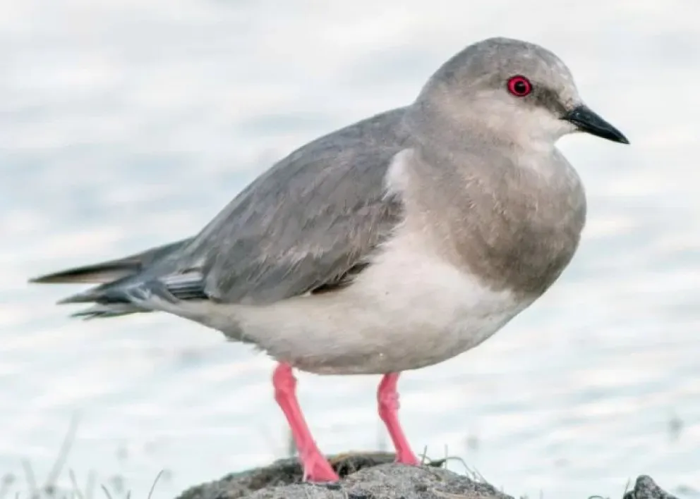Realizarán el quinto censo binacional del chorlito ceniciento: una especie única y en riesgo