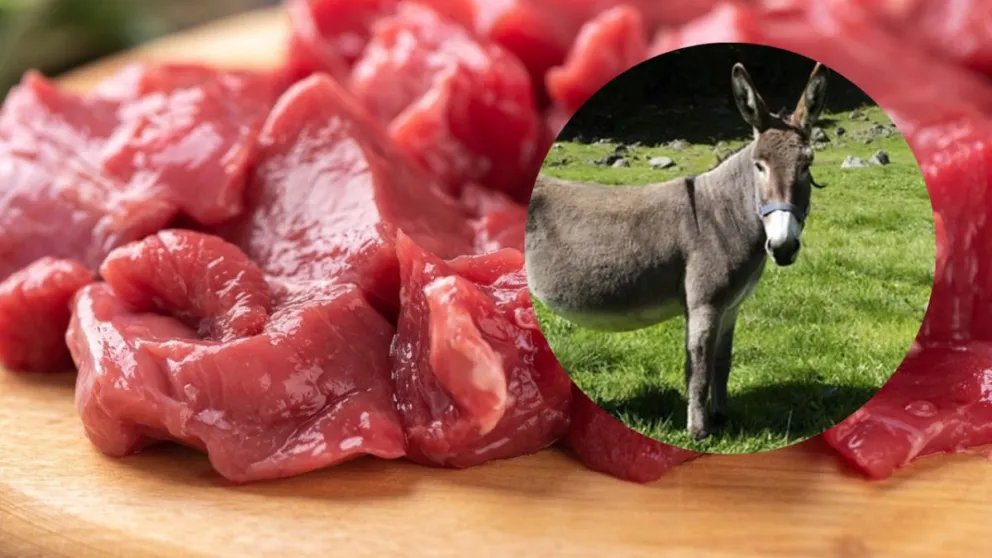 La producción y comercialización de carne de burro se asoma en Chubut