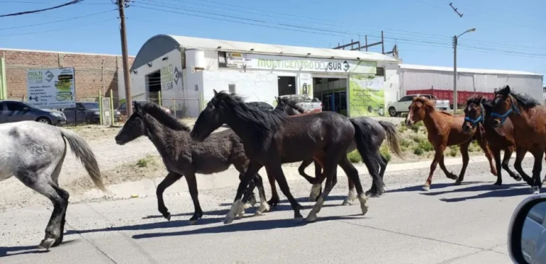El Municipio se hará cargo del control de equinos en la vía pública