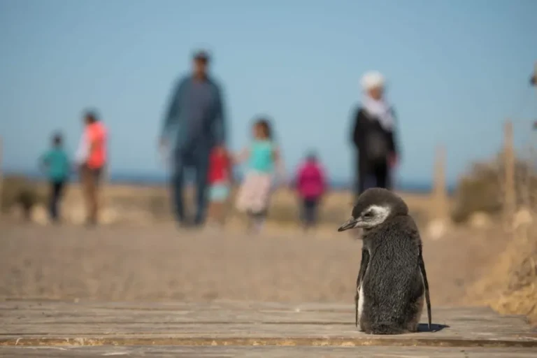 Más de 100.000 personas visitaron Chubut en la Temporada de Pingüinos de Magallanes