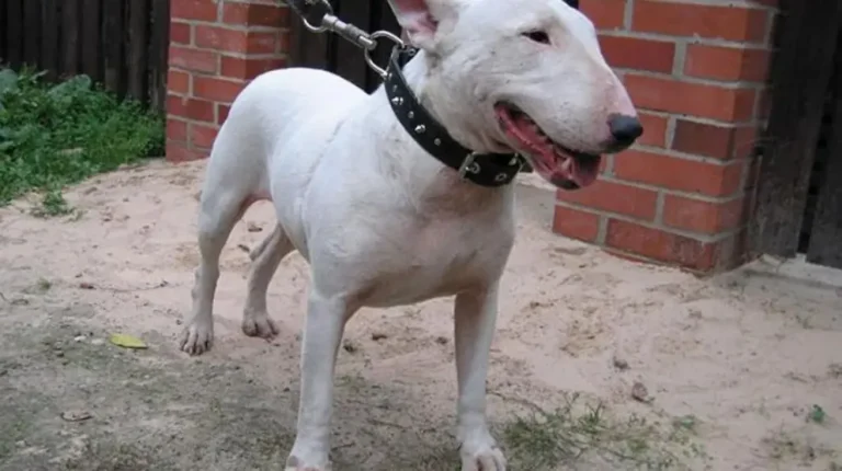 Murió tras ser atacado por sus perros al intentar separarlos en su casa