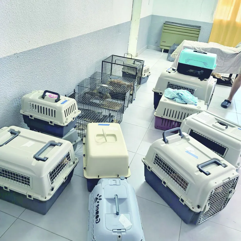 Continúa el operativo de control y sanidad en una colonia de felinos callejeros