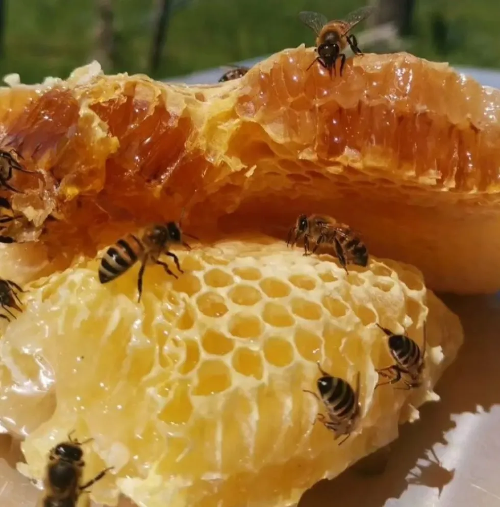 Lanzan concursos de dibujo y literatura por la Semana de la Miel 2026 en Comodoro y Rada Tilly