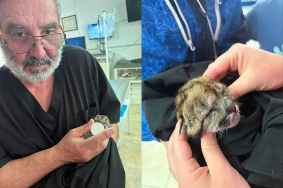 Atropellaron a una puma embarazada en el Parque Nacional Nahuel Huapi