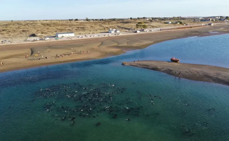Investigación del CONICET asocia movimientos de orcas con delfines varados