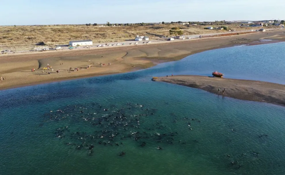 Investigación del CONICET asocia movimientos de orcas con delfines varados