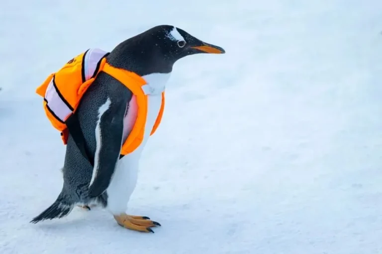Alerta por la extinción del pingüino emperador y la foca antártica