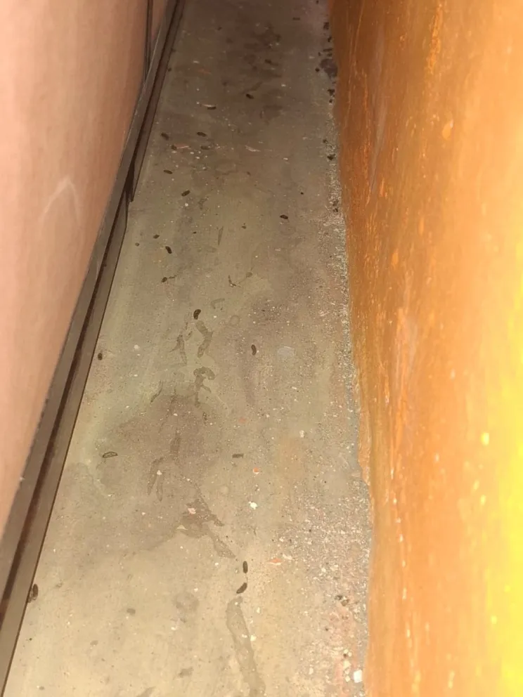 Clausuran supermercado por productos vencidos y excremento de roedores