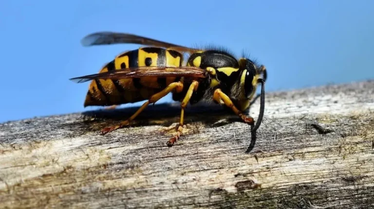 Un hombre murió en Neuquén tras un ataque de chaquetas amarillas