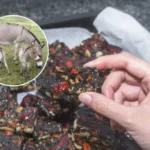 Ejiao: El millonario negocio detrás de la venta de carne de burro que se busca exportar a China