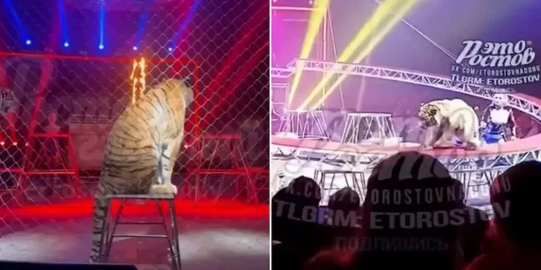 Un tigre saltó hacia el público en plena función de un circo