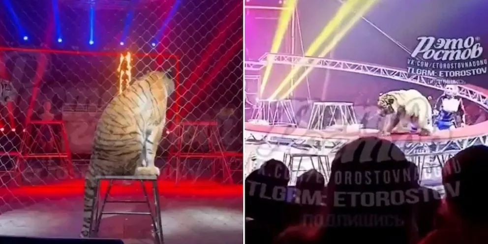 Un tigre saltó hacia el público en plena función de un circo