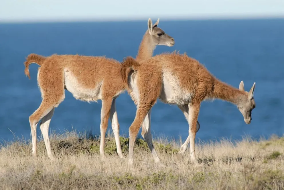 Salud detalló la normativa vigente y recordó que no está habilitada la comercialización de carne de guanaco