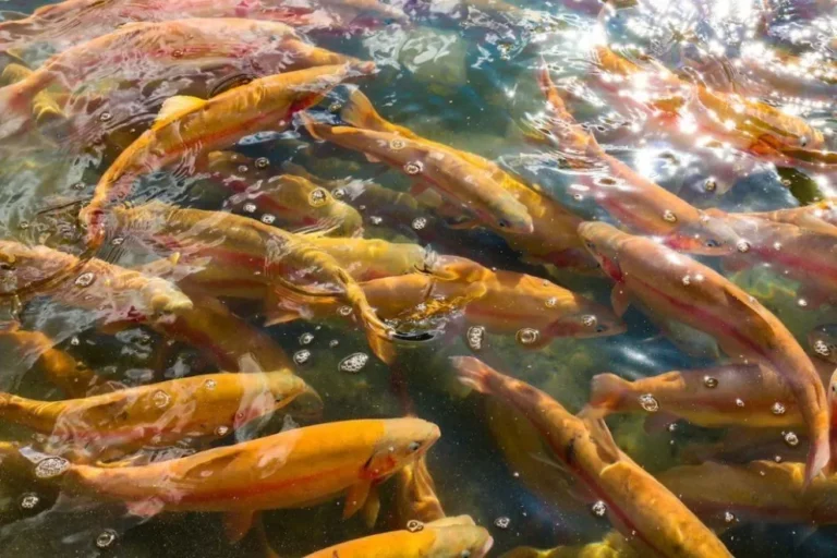Salmón en tierra firme: Presentaron al intendente un ambicioso proyecto local de cría y producción en tanques fuera del mar