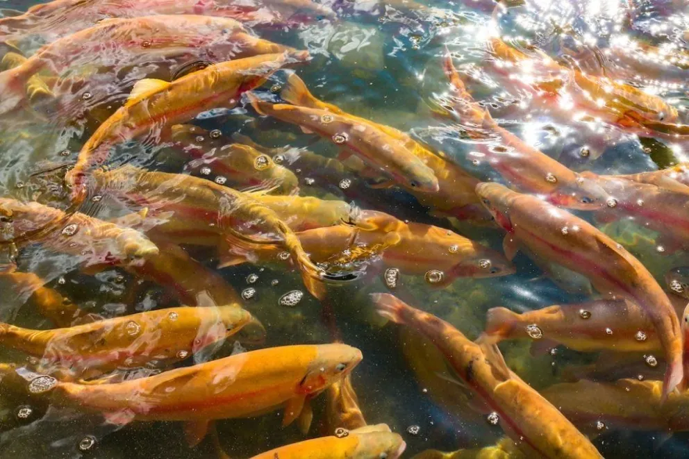 Salmón en tierra firme: Presentaron al intendente un ambicioso proyecto local de cría y producción en tanques fuera del mar