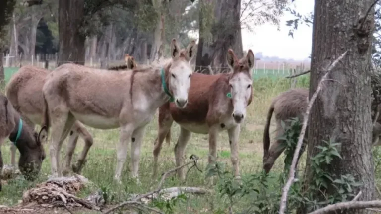 Después de la carne de burro, ahora se viene la leche de burra