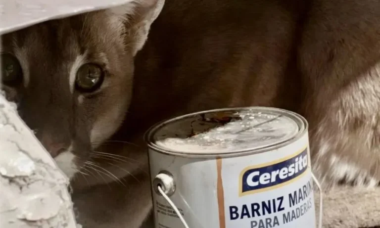 Sorpresa en Río Negro: abrió el quincho y se encontró con un puma