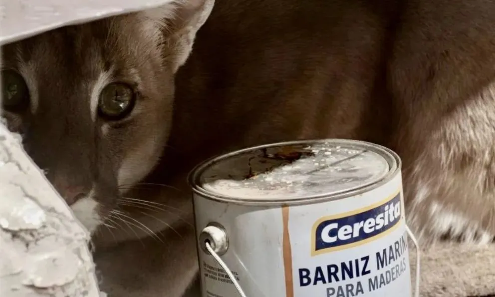 Sorpresa en Río Negro: abrió el quincho y se encontró con un puma