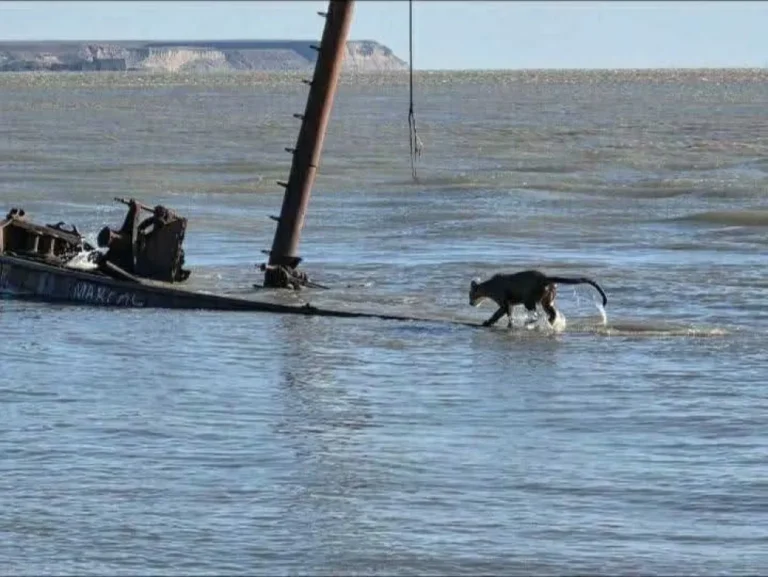 Un puma apareció en un barco hundido y nadó hasta la costa en Santa Cruz