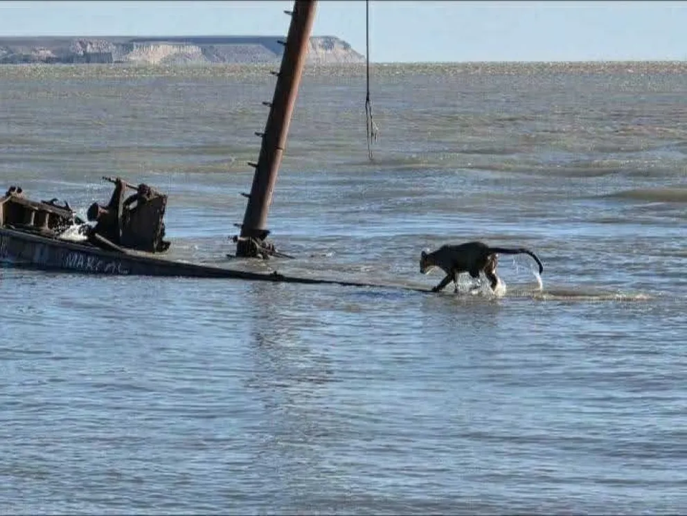 Un puma apareció en un barco hundido y nadó hasta la costa en Santa Cruz