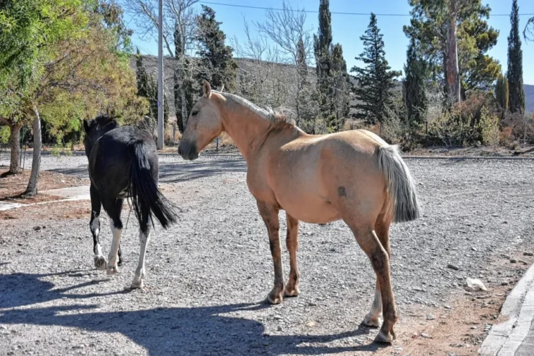 Veterinaria Municipal conformó una cuadrilla especial para el retiro de caballos de la vía pública