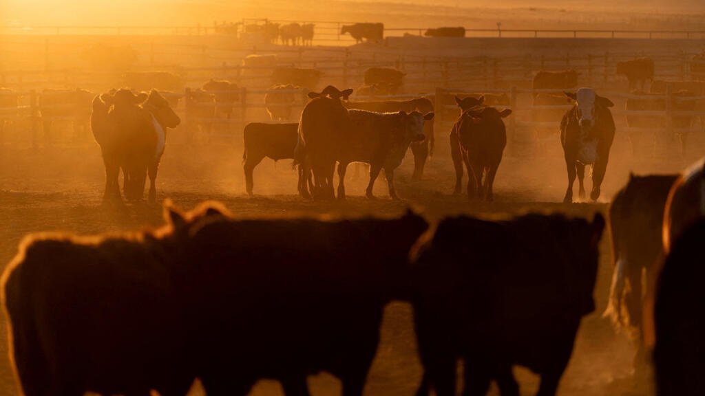 China promete comprar USD 17.000 millones anuales en productos agrícolas de EE. UU.