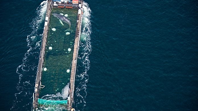 Liberan en el mar del Norte a una ballena jorobada varada en Alemania