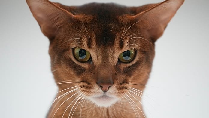 Gatos disfrazados y concursos de belleza atraen a miles en la gran expo felina de India