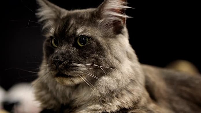 Concurso felino internacional: los gatos más bellos de Europa se reúnen en Sofía
