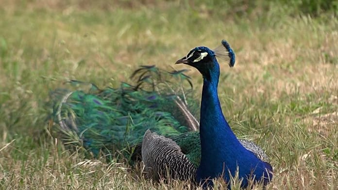 Pavos reales colonizan una localidad costera del norte de Italia