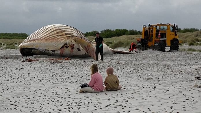 La ballena jorobada 'Timmy' llega a la costa de una isla danesa