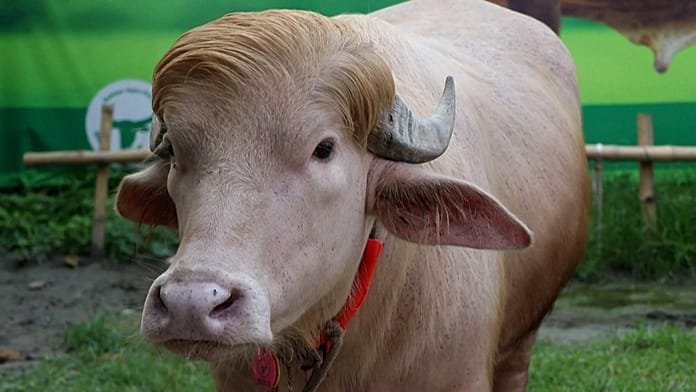 'Donald Trump', el búfalo albino que es toda una atracción en Bangladesh