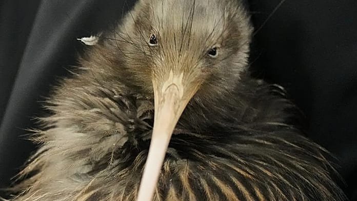 Los kiwis regresan a la capital de Nueva Zelanda tras un siglo ausentes