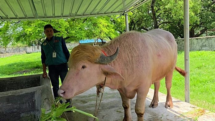 El búfalo 'Donald Trump' se salva del sacrificio de Eid y va a un zoo
