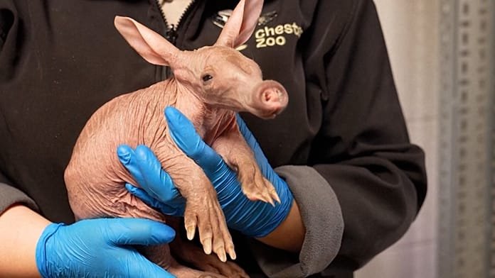 Nace un raro oricteropo en el zoo de Chester, en el Reino Unido