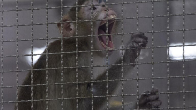 El oscuro negocio del tráfico de monos para laboratorios en Tailandia