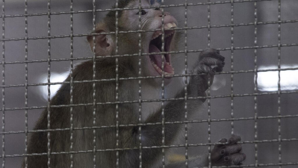 El oscuro negocio del tráfico de monos para laboratorios en Tailandia
