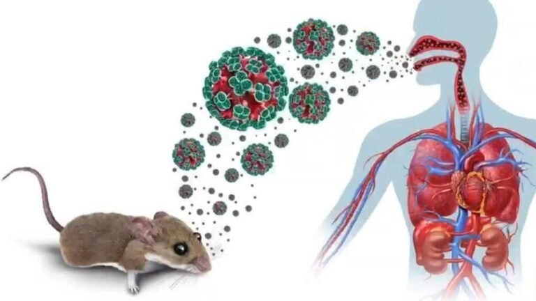 Explicativo: ¿Cómo se transmite el hantavirus?