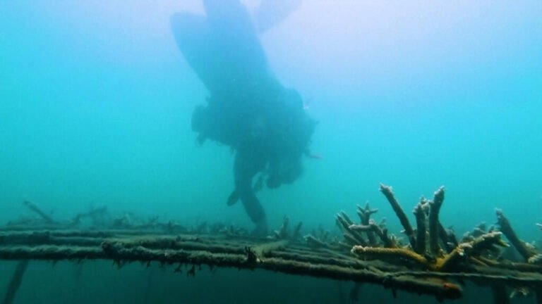 Colombia: antiguos pescadores se dedican a la restauración de corales