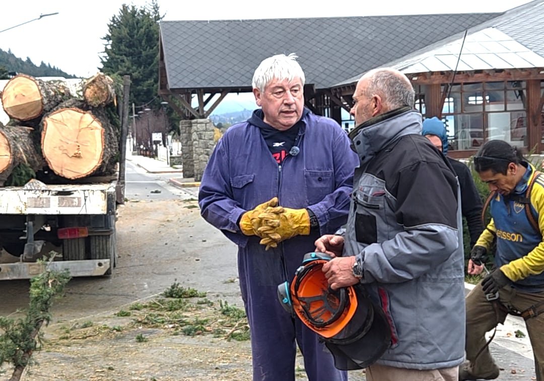 Polémica: el intendente de Bariloche se puso al hombro la poda de pinos y los cortó con una motosierra