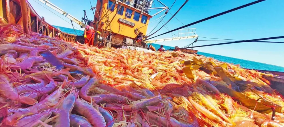 La temporada nacional de langostinos podría comenzar la próxima semana