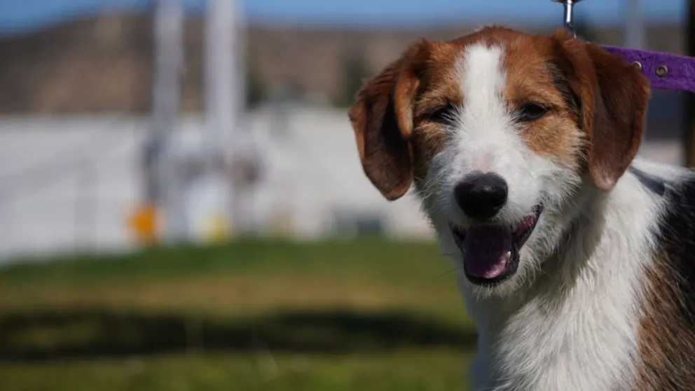 Rada Tilly festeja el Día del Animal con castraciones, vacunas y talleres de paseo gratuitos